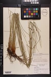 Juncus coriaceus image