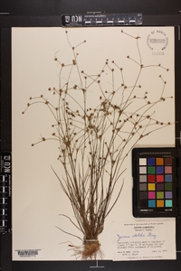 Juncus debilis image