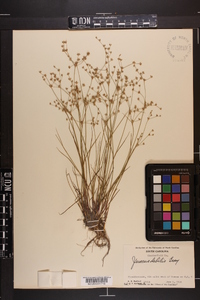 Juncus debilis image