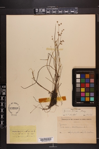 Juncus debilis image