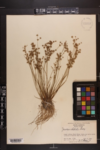 Juncus debilis image