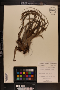 Tillandsia variabilis image