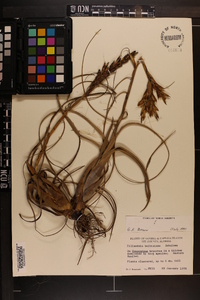 Tillandsia balbisiana image