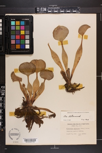 Eichhornia crassipes image