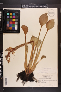 Eichhornia crassipes image