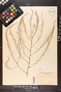 Asparagus officinalis image