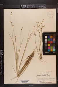 Juncus debilis image