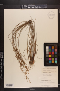 Juncus debilis image