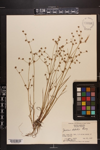 Juncus debilis image