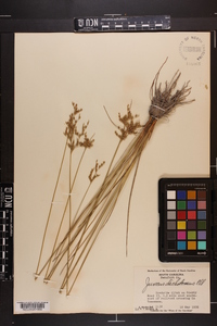 Juncus dichotomus image