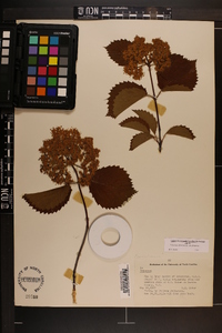 Viburnum dentatum var. dentatum image