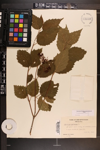 Viburnum dentatum var. dentatum image