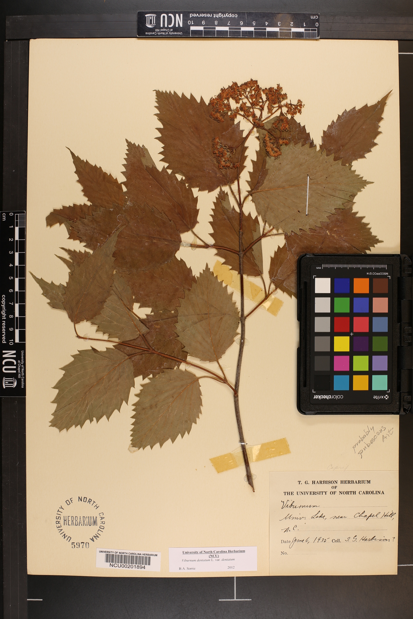 Viburnum dentatum var. dentatum image
