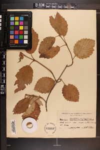 Viburnum dentatum var. dentatum image