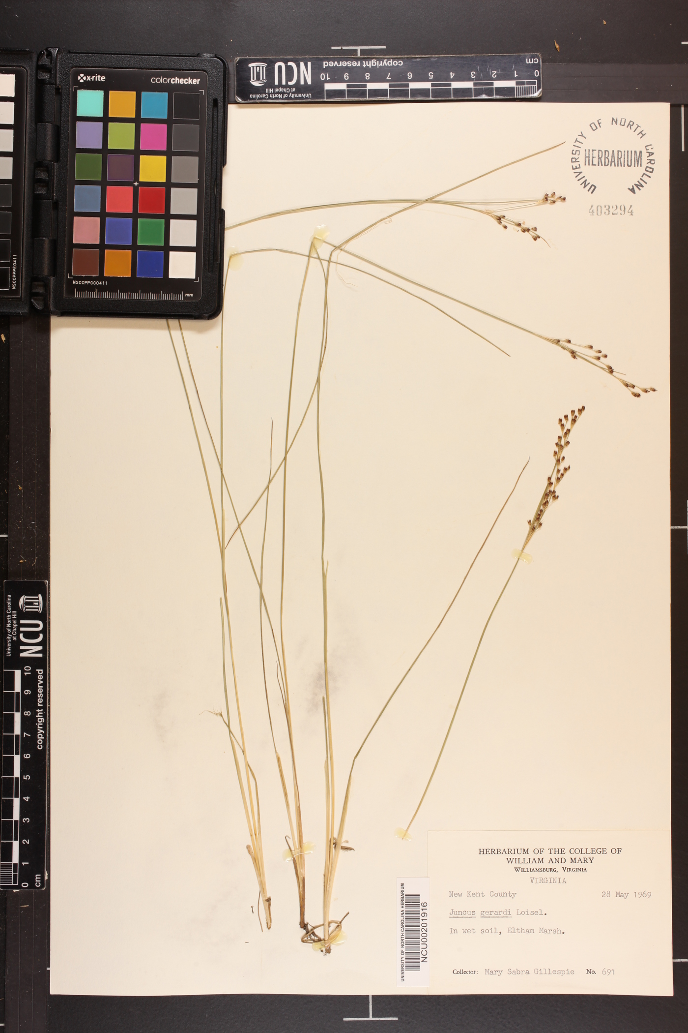 Juncus gerardii image