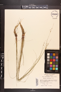 Juncus coriaceus image