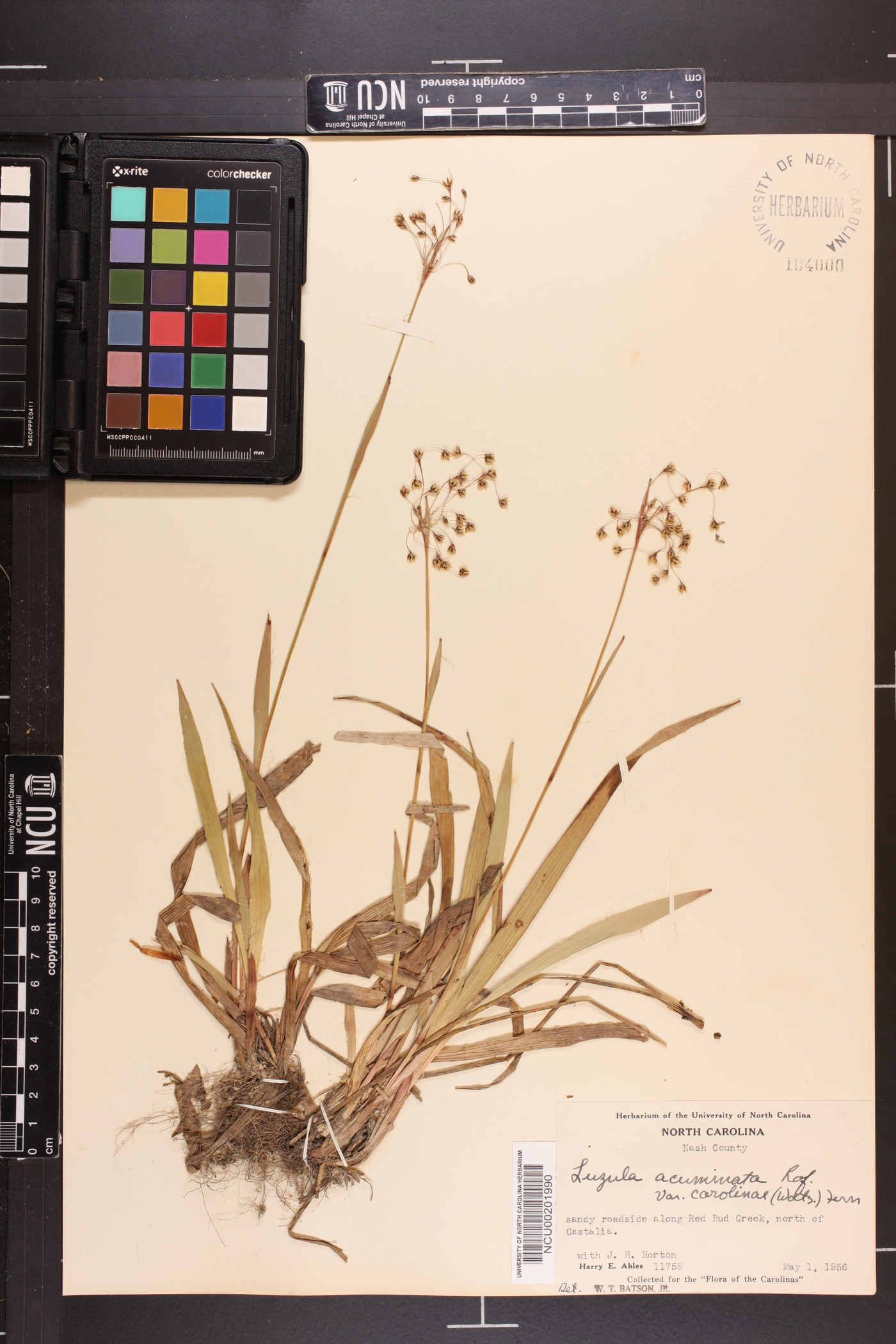 Luzula acuminata var. carolinae image