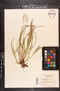 Luzula acuminata var. carolinae image