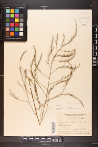 Asparagus officinalis image