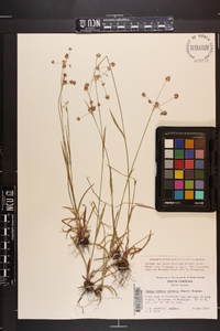 Luzula bulbosa image