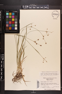 Luzula bulbosa image