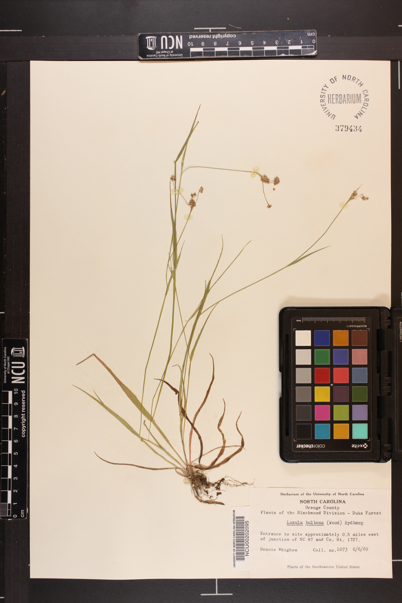 Luzula bulbosa image