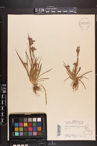 Luzula campestris var. bulbosa image