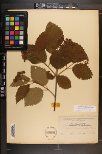 Viburnum dentatum var. dentatum image