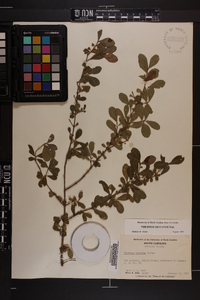 Viburnum obovatum image