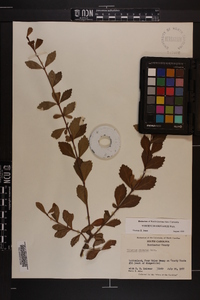 Viburnum obovatum image