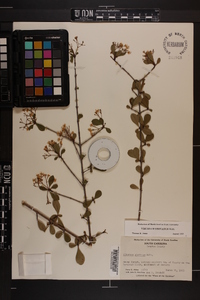 Viburnum obovatum image