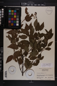 Viburnum dentatum var. lucidum image