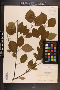 Viburnum dentatum var. lucidum image