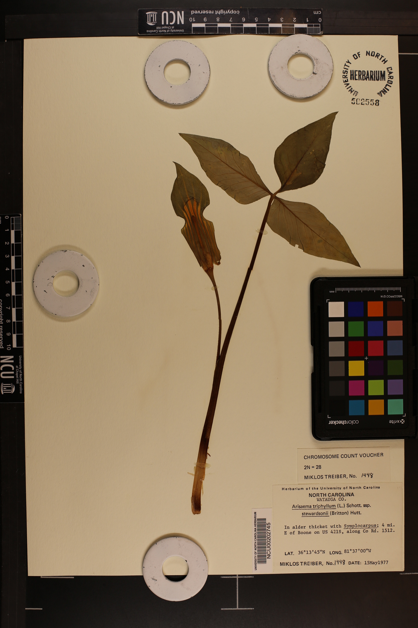 Arisaema triphyllum subsp. stewardsonii image