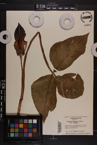 Arisaema triphyllum subsp. triphyllum image