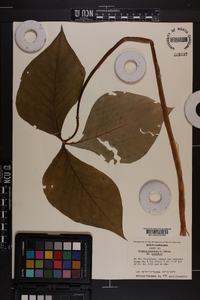 Arisaema triphyllum subsp. triphyllum image