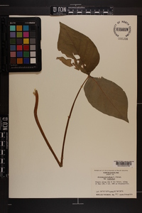 Arisaema triphyllum subsp. triphyllum image