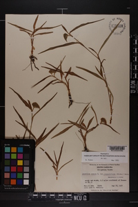 Commelina erecta var. angustifolia image