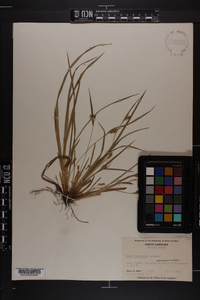 Carex abscondita image