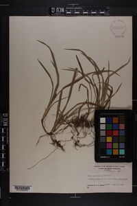 Carex abscondita image