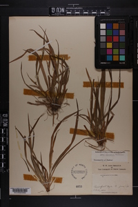 Carex abscondita image