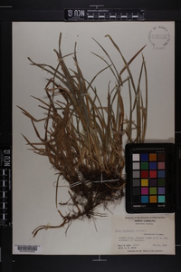 Carex abscondita image