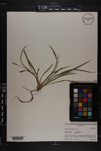 Carex abscondita image