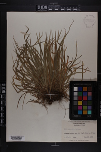 Carex abscondita image