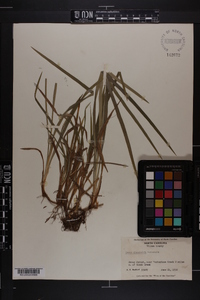 Carex abscondita image