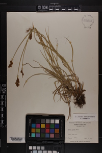 Carex foenea image