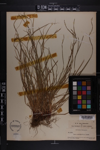 Carex aestivalis image