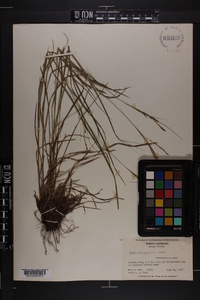 Carex aestivalis image