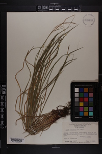 Carex aestivalis image