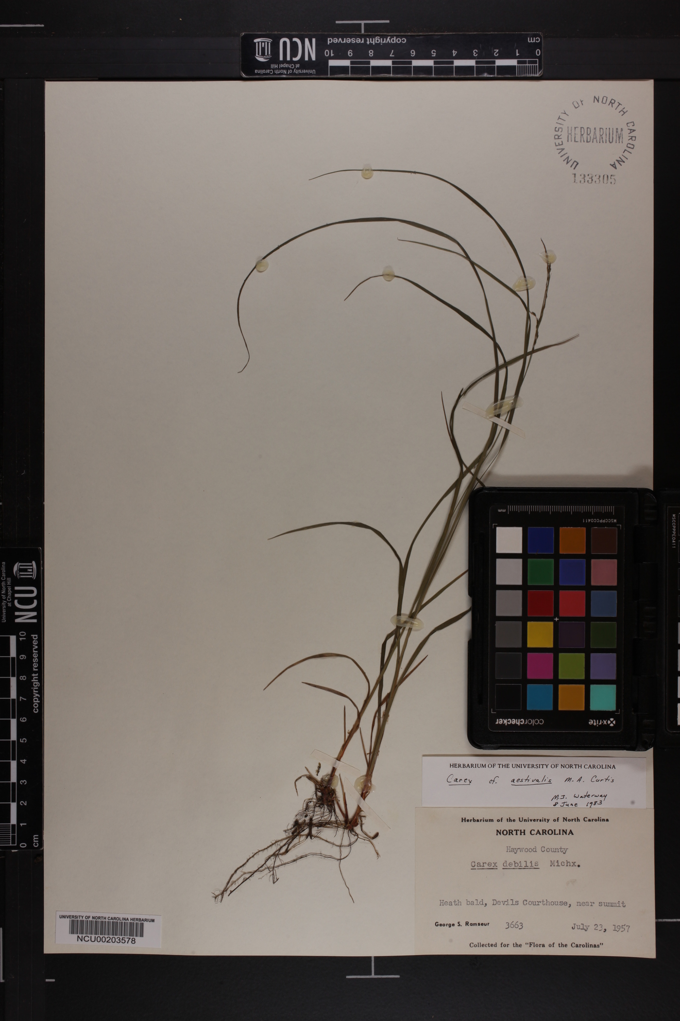 Carex aestivalis image